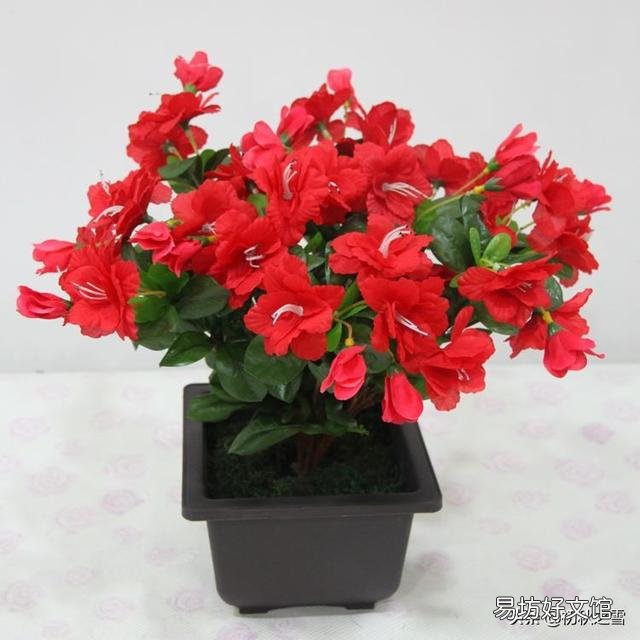 适合屋内开红花的花有哪种?如何养护?