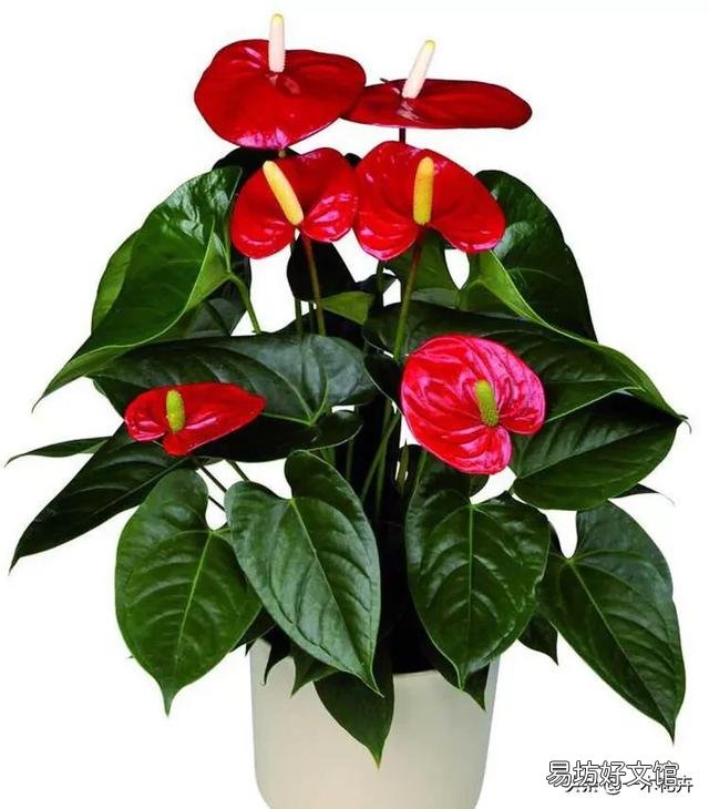 适合屋内开红花的花有哪种?如何养护?