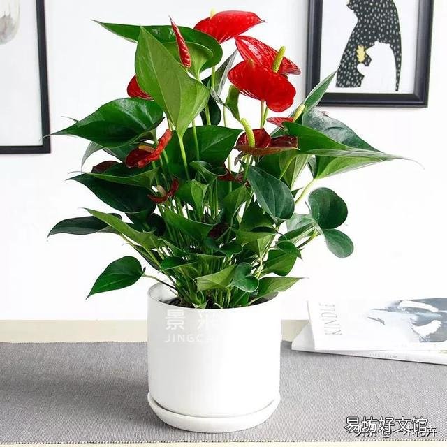 适合屋内开红花的花有哪种?如何养护?