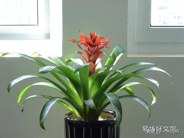 适合屋内开红花的花有哪种?如何养护?