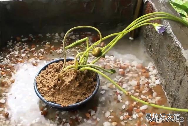 一叶莲可以一直水养吗？