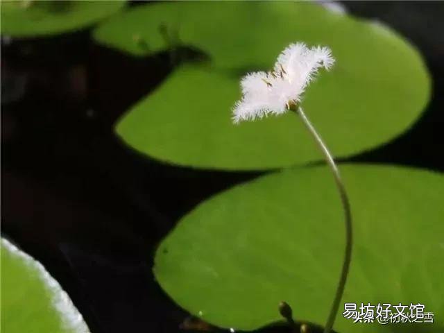 一叶莲可以一直水养吗？