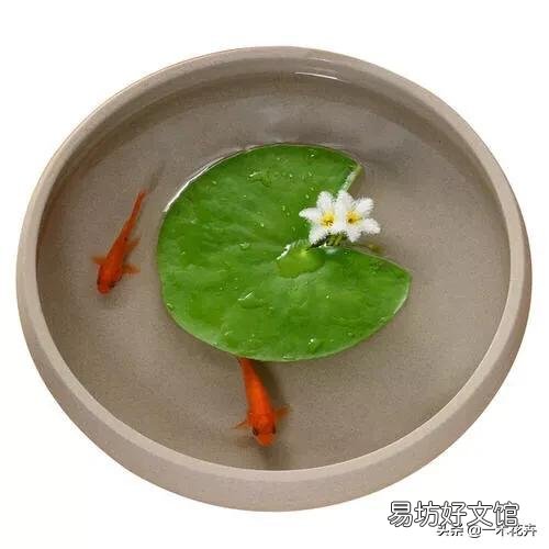一叶莲可以一直水养吗？