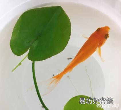 一叶莲可以一直水养吗？