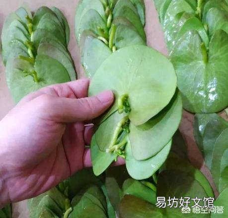 一叶莲可以一直水养吗？