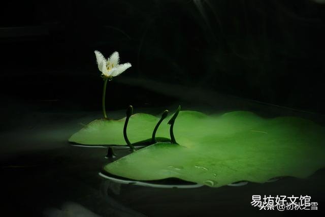 一叶莲可以一直水养吗？