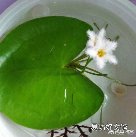 一叶莲可以一直水养吗？