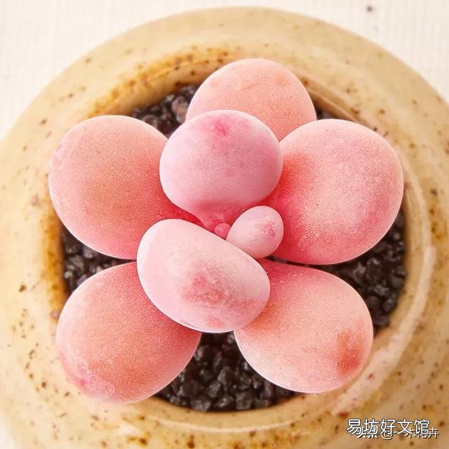 室外29度室内新上盆小苗桃蛋用遮阳吗？