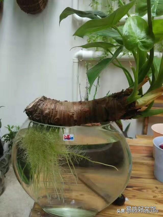 男人爱养花草是什么体验呢?