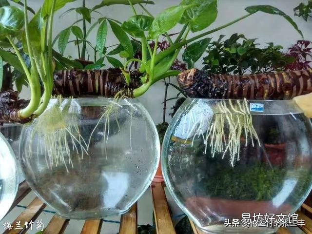 男人爱养花草是什么体验呢?