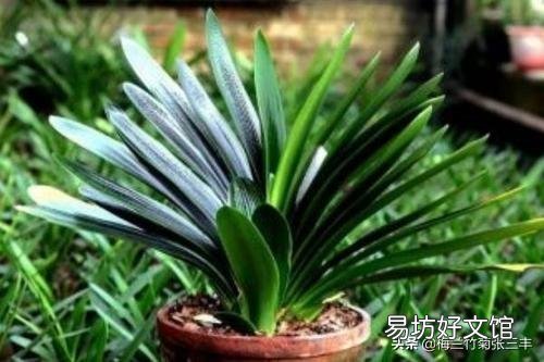 男人爱养花草是什么体验呢?