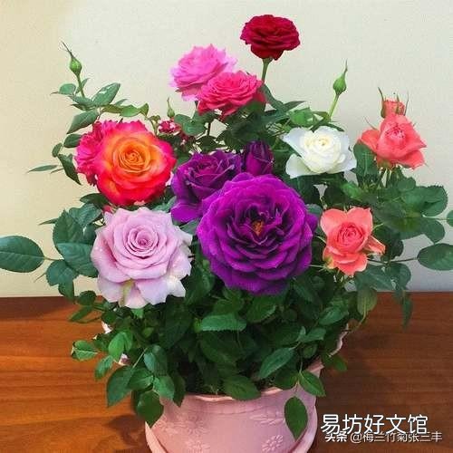 男人爱养花草是什么体验呢?