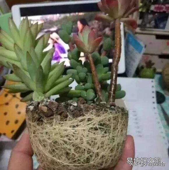 8月忍不住给多肉换了盆应该怎么办?