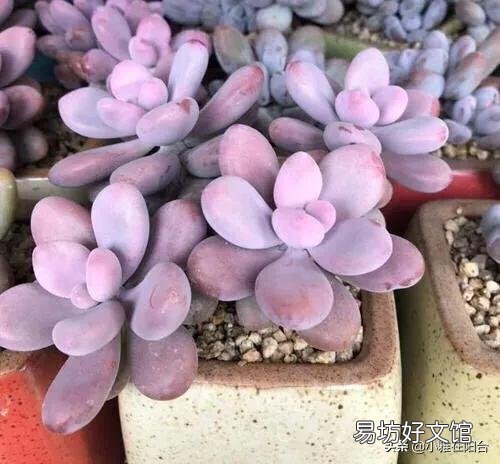 8月忍不住给多肉换了盆应该怎么办?