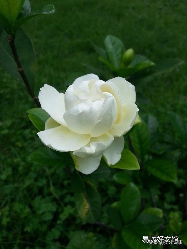 家里植物生了很多不认识的虫子,该怎么处理?