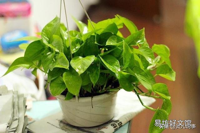 家里植物生了很多不认识的虫子,该怎么处理?