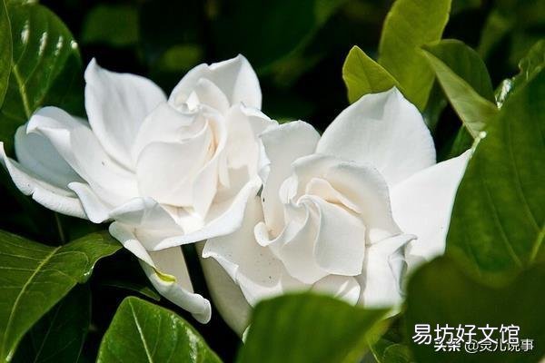 家里植物生了很多不认识的虫子,该怎么处理?