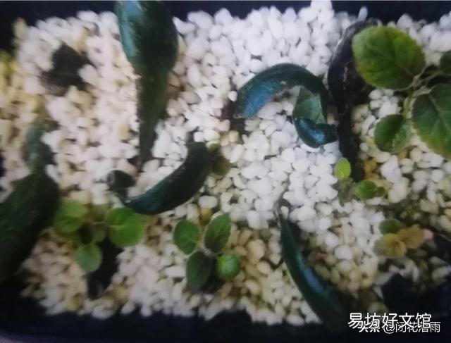 我扦插的大岩桐为什么生根很长时间就是不发芽?