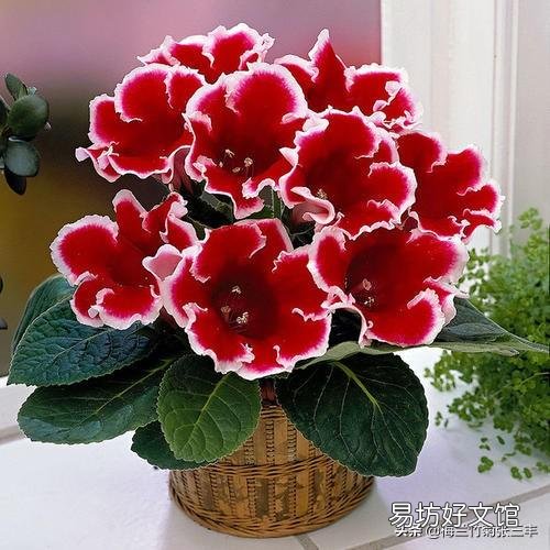 我扦插的大岩桐为什么生根很长时间就是不发芽?
