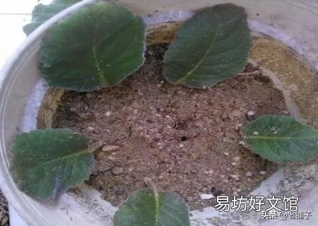 我扦插的大岩桐为什么生根很长时间就是不发芽?