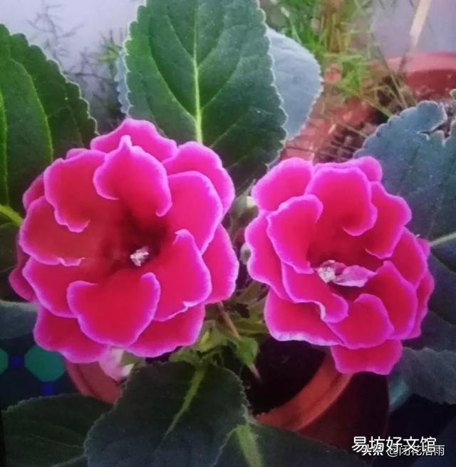 我扦插的大岩桐为什么生根很长时间就是不发芽?