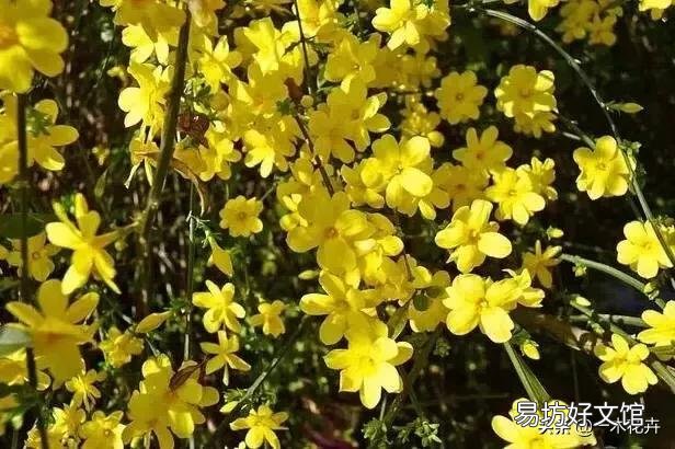 迎春花枝条长那么慢,那些老桩是如何获得的?
