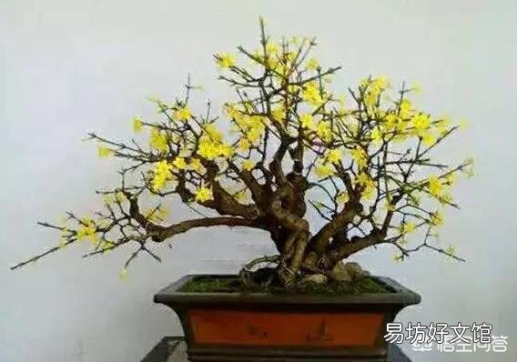 迎春花枝条长那么慢,那些老桩是如何获得的?
