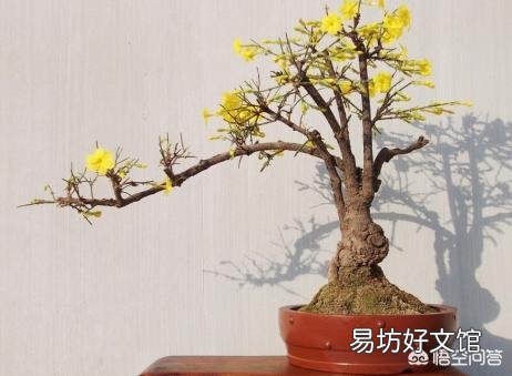 迎春花枝条长那么慢,那些老桩是如何获得的?