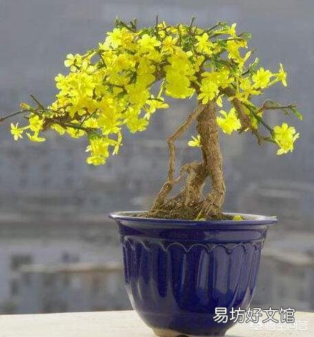 迎春花枝条长那么慢,那些老桩是如何获得的?