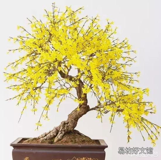 迎春花枝条长那么慢,那些老桩是如何获得的?