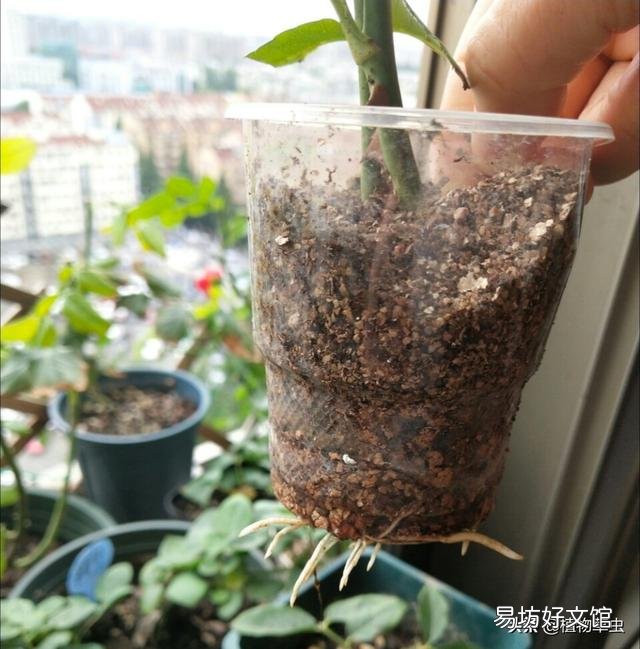 我扦插的月季都生根了，为什么又黑杆死掉了？