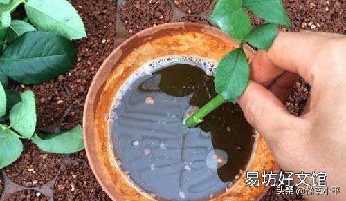 我扦插的月季都生根了，为什么又黑杆死掉了？