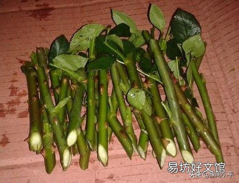 我扦插的月季都生根了，为什么又黑杆死掉了？