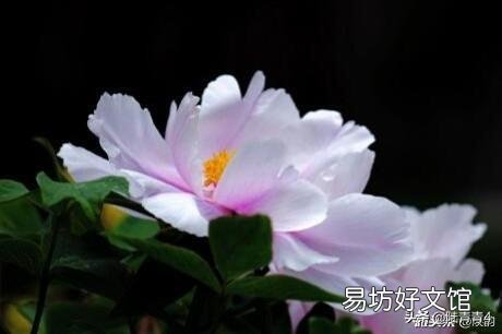 在影视剧里,如果需要用花的场景来烘托文化背景,比如日本樱花,荷兰郁金香,中国呢?