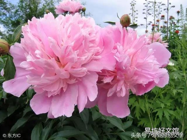 在影视剧里,如果需要用花的场景来烘托文化背景,比如日本樱花,荷兰郁金香,中国呢?