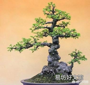 三伏天榆树盆景应该怎么浇水？