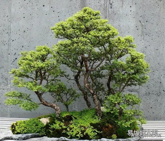 三伏天榆树盆景应该怎么浇水？