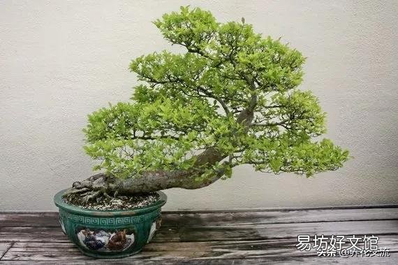 三伏天榆树盆景应该怎么浇水？