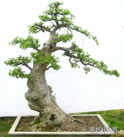 三伏天榆树盆景应该怎么浇水？