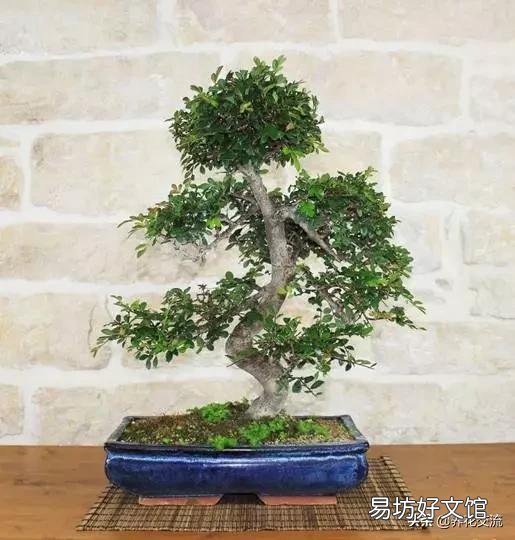 三伏天榆树盆景应该怎么浇水？