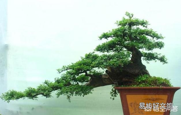 三伏天榆树盆景应该怎么浇水？