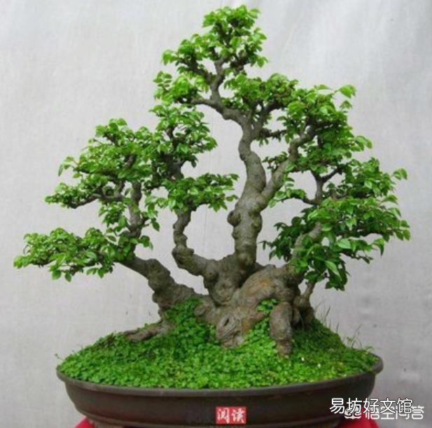 三伏天榆树盆景应该怎么浇水？