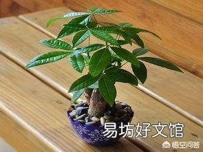 一棵发财树可以放到电视桌上养着吗?