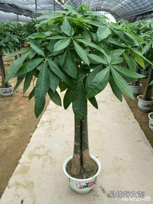一棵发财树可以放到电视桌上养着吗?