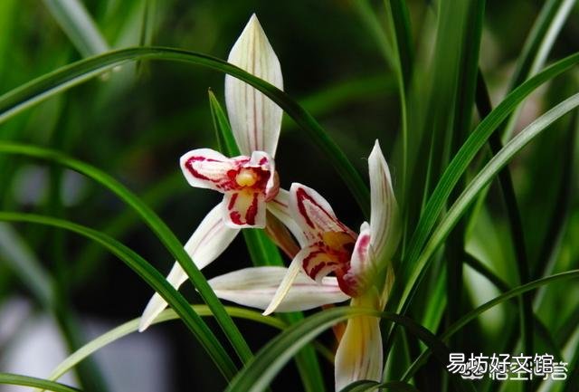 兰花要每年分盆吗?