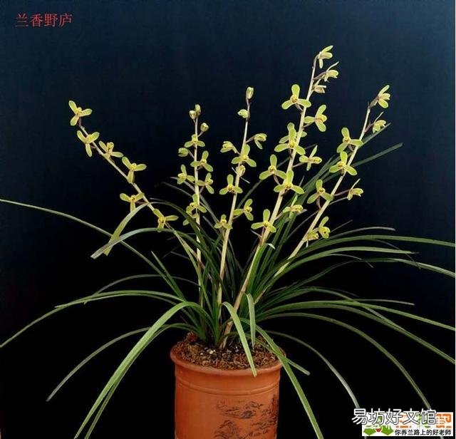 兰花要每年分盆吗?