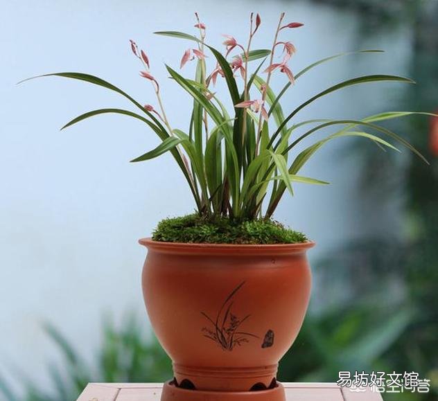 兰花要每年分盆吗?