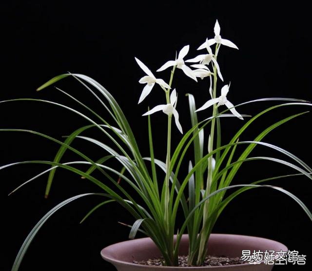兰花要每年分盆吗?