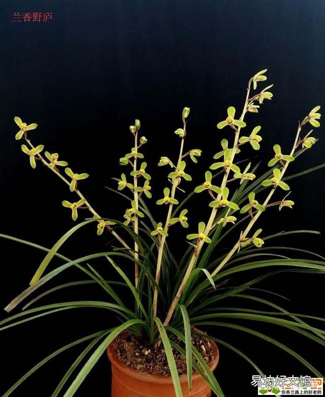 兰花要每年分盆吗?