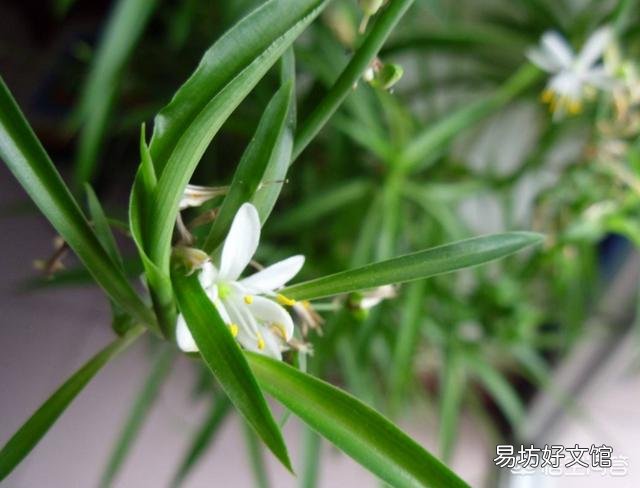 吊兰叶子发粘怎么办？